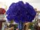 Poza