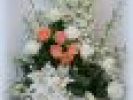Poza