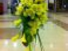 Poza