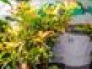 Poza