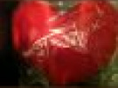 Poza