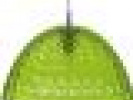 Poza