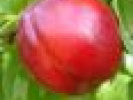 Poza
