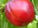 Poza