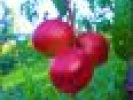 Poza