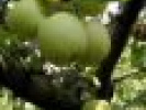 Poza