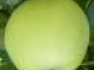 Poza