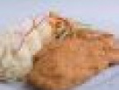 Poza
