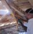 Poza